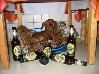 Alvin, Hund, Hunde, Klaeffer, Kl&auml;ffer, Wauzis, Wauzi, Hundebaby, Dogs by Christine Dumbsky
