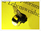 Bienenzuchtverein sucht Mitglieder in Schweinfurt
