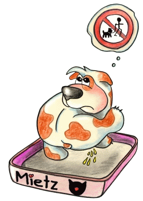 Taschenratte, Taschenratten, Minihunde, Chiwawa,  Hund, Hunde, Klaeffer, Kl&auml;ffer, Wauzis, Wauzi, Hundebaby, H&uuml;ndchen, Huendchen, Dogs by Christin