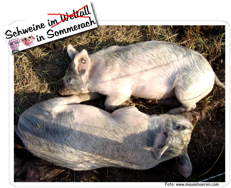 Schweine, Schwein, frei, freilaufend, Schweinkram, Schweinerei, freie Haltung, Schweinehaltung, Freiland, Freilaufende Schweine, Auengehege, Schweinezucht, Outdoor Schweine, Schwein gehabt, Ferkel, Ferkelchen, Miss Piggie, Miss piggy, miss pigy, schweinchen Schweinchen Dick, Schweinefilm, Schweinischer Film, schweinischer film, artgerechte Schweeineaufzucht, Schweinespeck, Schweinekotelett, schweinebraten, schweinercken, sau sauen, versaut saumagen, saubeutel, sau m, sau na, sauna, sau-na, sauer, sau-er, sau-ber, schweineigeln, schweine im weltall, schweine in Sommerach, Schweine hautnah erleben in Sommerach